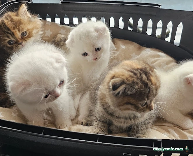 Gaziantep Veteriner Kliniği