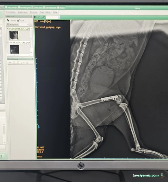 Gaziantep Veteriner Kliniği