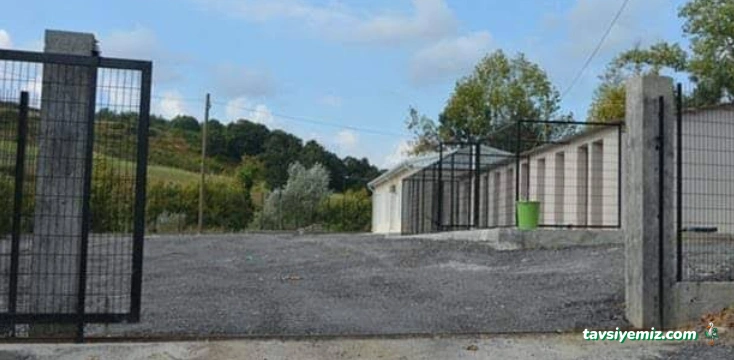 Gerze Belediyesi Sokak Hayvanlari Bakım Evi