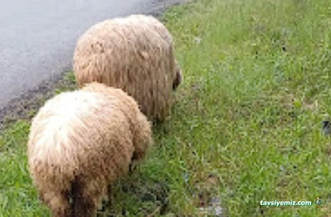 Giresun Belediyesi Hayvan Barınağı