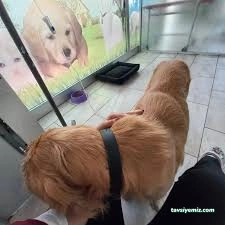 Giresun Hayvan Hastanesi