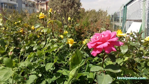 Göçkan Peyzaj Fidancılık