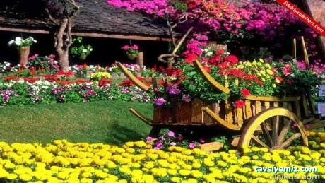 Göçkan Peyzaj Fidancılık