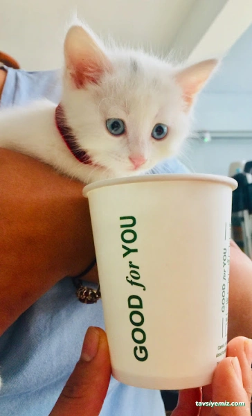 Good For You Tunceli