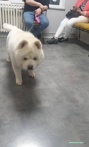 Göztepe Veteriner Kliniği