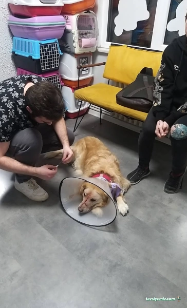 Göztepe Veteriner Kliniği