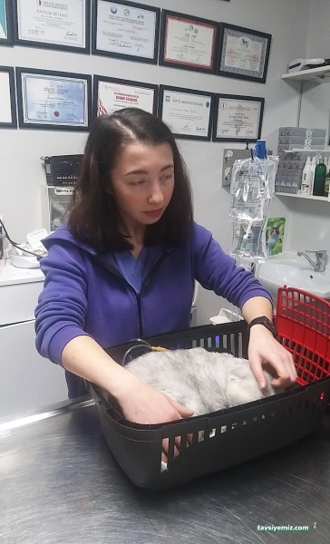 Göztepe Veteriner Kliniği