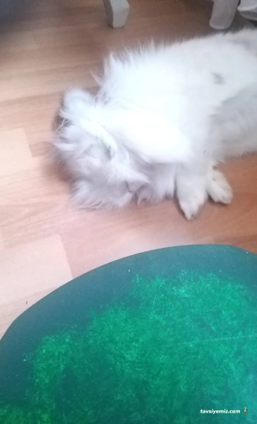 Göztepe Veteriner Kliniği