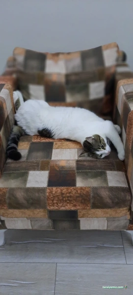 Greenvet Veteriner Polikliniği