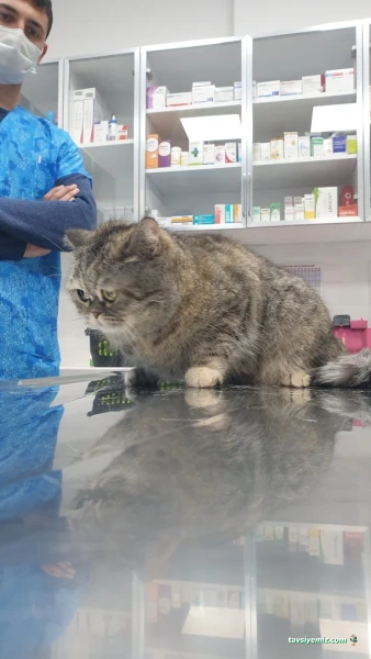 Greenvet Veteriner Polikliniği