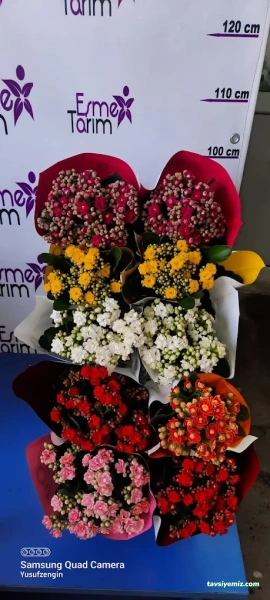 Gülistan Çiçekçilik Ve Düğün Organizasyon