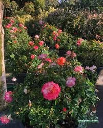 Gülsa Çiçekçilik Fidan Ve Peyzaj