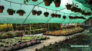 Gülsa Çiçekçilik Fidan Ve Peyzaj