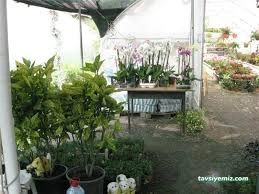 Gülsa Çiçekçilik Fidan Ve Peyzaj