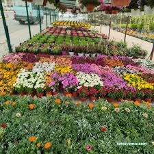 Gülsa Çiçekçilik Fidan Ve Peyzaj