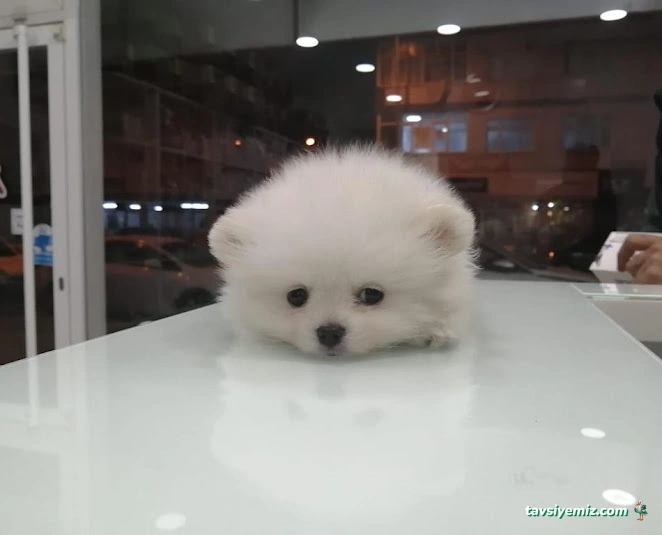 Güneşli Veteriner Kliniği