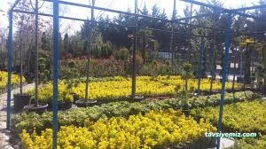 Gür Sera Peyzaj Fidanlık