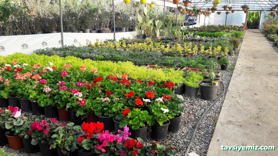 Gür Sera Peyzaj Fidanlık