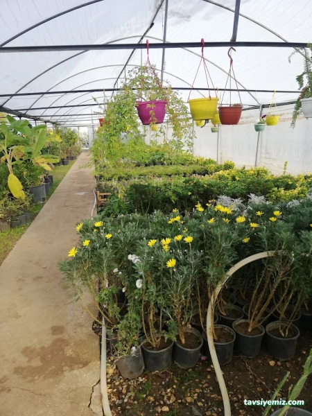 Gür Sera Peyzaj Fidanlık