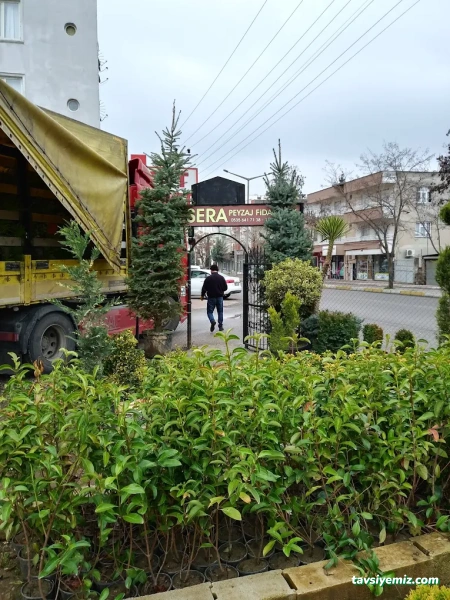 Gür Sera Peyzaj Fidanlık