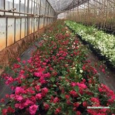 Gür Sera Peyzaj Fidanlık