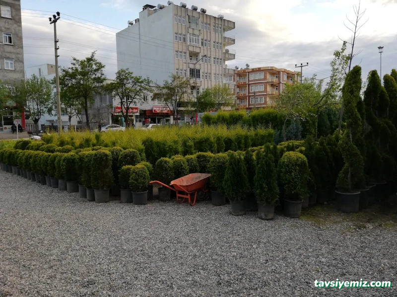 Gür Sera Peyzaj Fidanlık