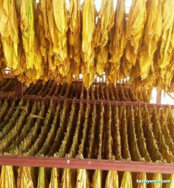 Güven Tütüncülük - Adıyaman Tütünü Satışı Ana Bayi