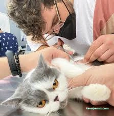 Hakkari Veteriner Kliniği