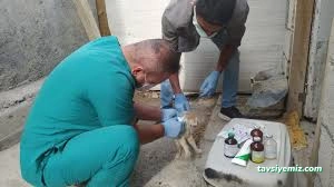 Hakkari Veteriner Kliniği