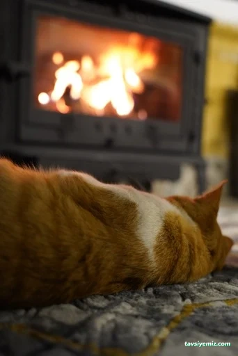 Halise Mefruşat & Çeyiz