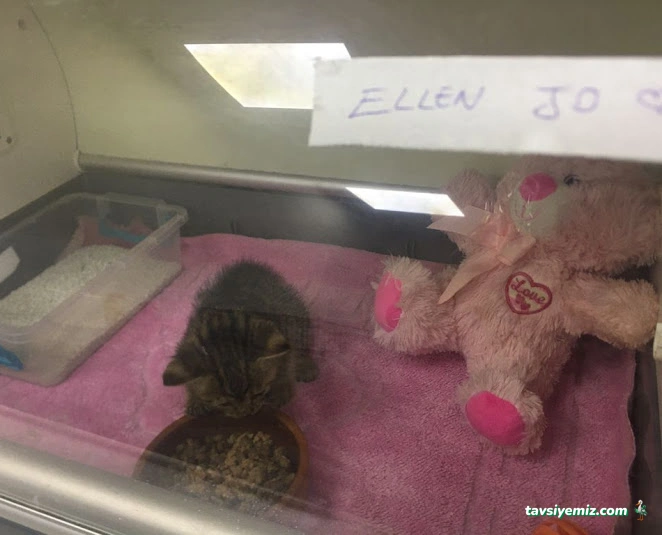 Halkalı Veteriner Kliniği