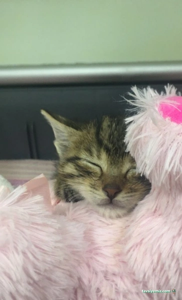 Halkalı Veteriner Kliniği