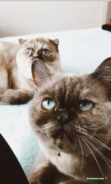 Halkalı Veteriner Kliniği