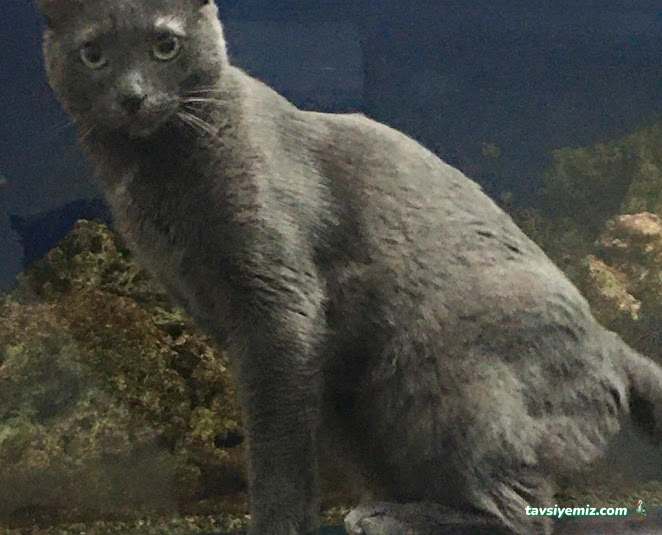 Halkalı Veteriner Kliniği