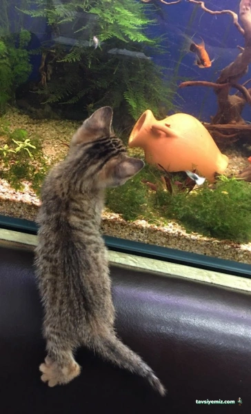 Halkalı Veteriner Kliniği