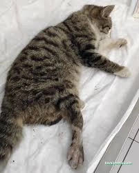 Hannan Veteriner Muayenehanesi