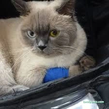 Hannan Veteriner Muayenehanesi