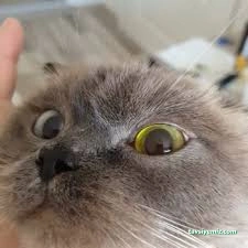 Hannan Veteriner Muayenehanesi