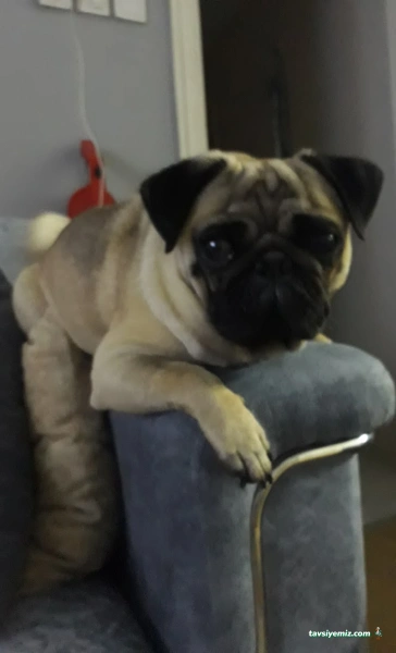 Haylaz Pati Pet Shop