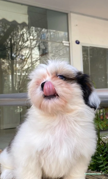 Haylaz Pati Pet Shop