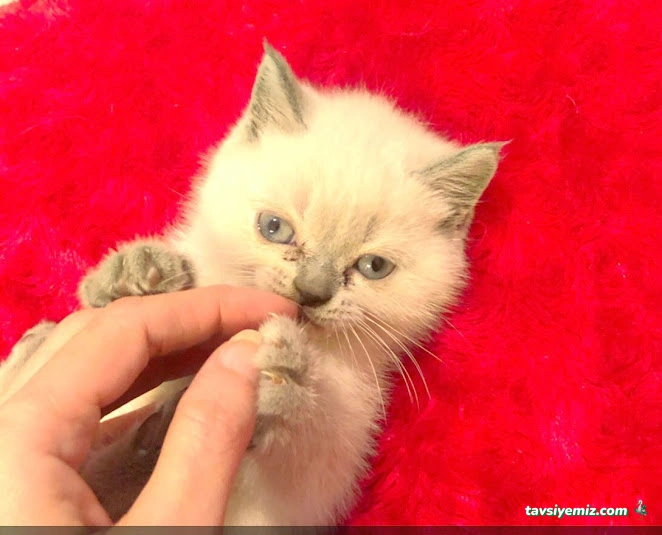 Haylaz Pati Pet Shop