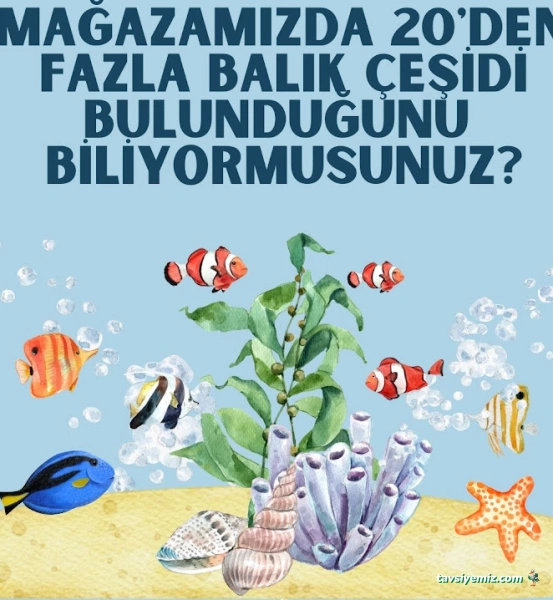 Haylaz Pati Pet Shop