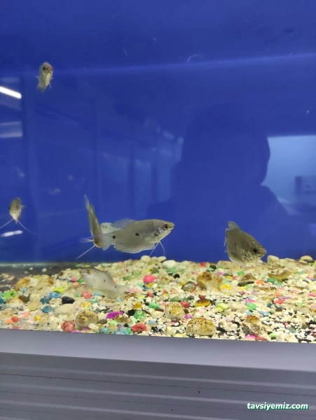 Hayvanlar Alemi Petshop