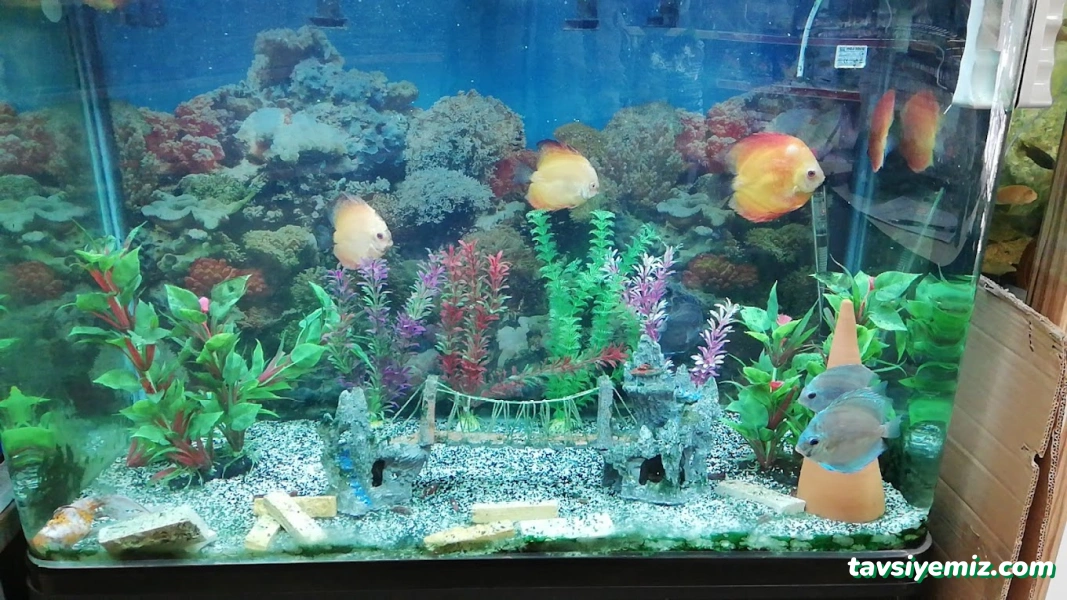 Hayvanlar Alemi Petshop