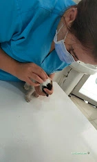 Haznedar Veteriner Kliniği, Bahçelievler İstanbul