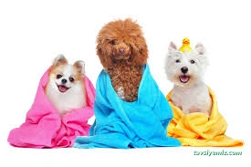 Hipokrat Veteriner Kliniği Ve Pet Kuaför Merkezi