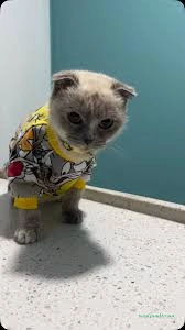 Hipokrat Veteriner Kliniği Ve Pet Kuaför Merkezi