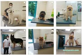 Hipokrat Veteriner Kliniği Ve Pet Kuaför Merkezi