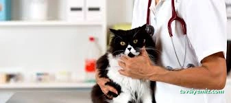 Hipokrat Veteriner Kliniği Ve Pet Kuaför Merkezi