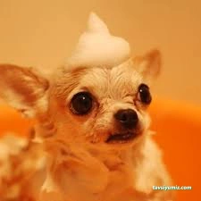 Hipokrat Veteriner Kliniği Ve Pet Kuaför Merkezi